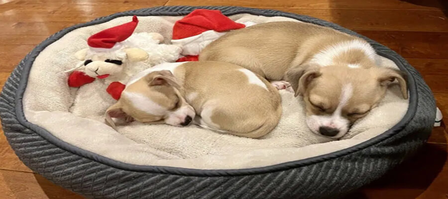 How to Foster a Dog: What You Need to Know